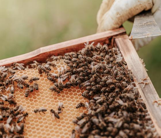 Beekeeping bees