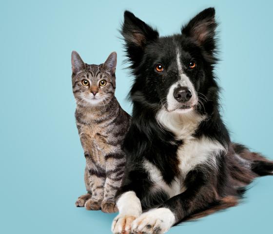 Dog and Cat Management course image